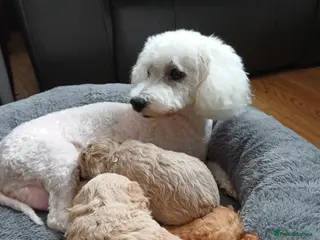 Mixed Breed dogs Poochon Puppies - Advert 4