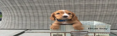 Cocker Spaniel 2