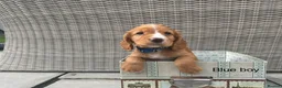 Cocker Spaniel dogs for sale: Hereditary clear working cocker spaniels in Ingatestone - Advert 11