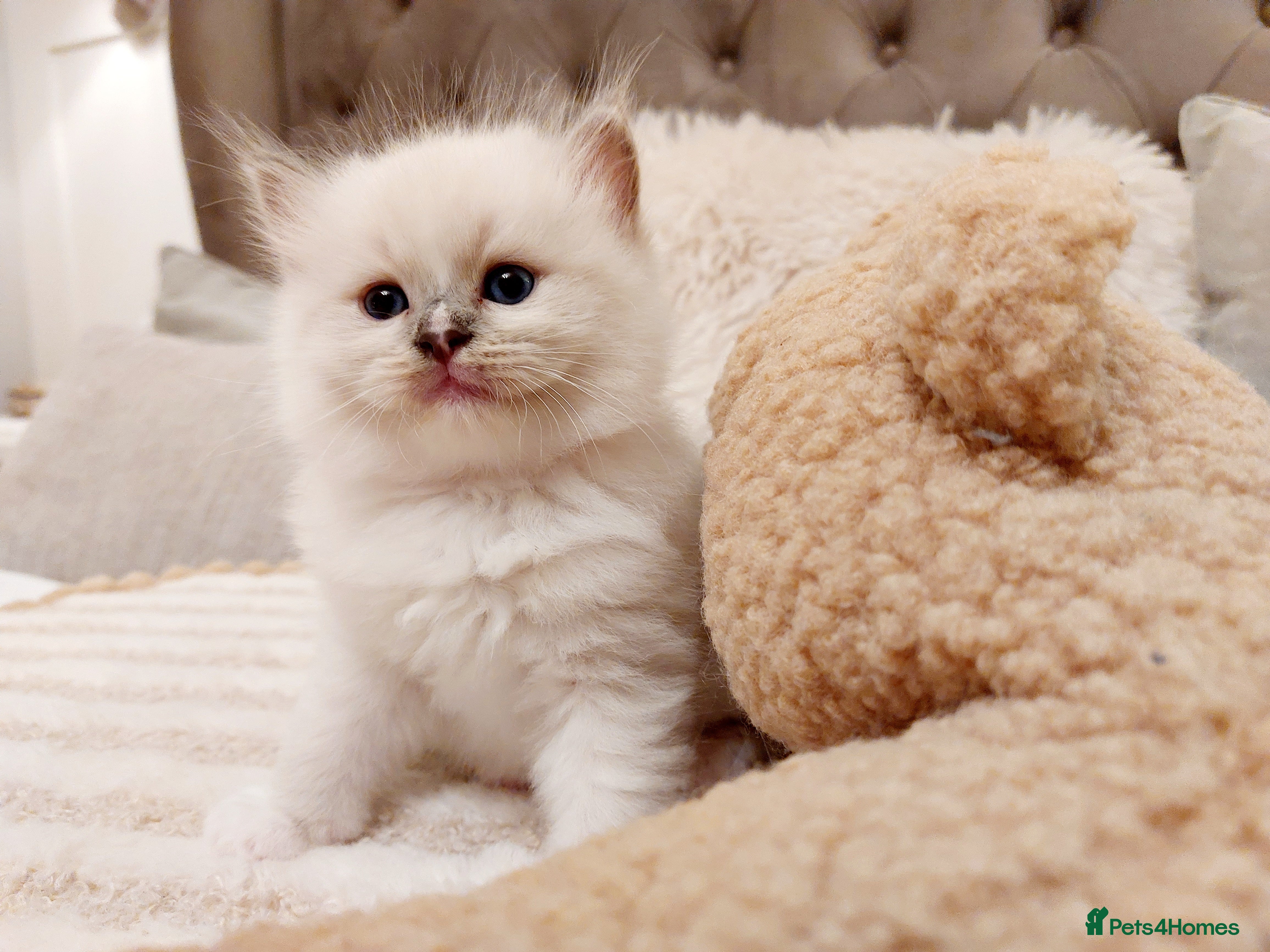 Ragdoll cats Beautiful Purebred Ragdoll Star-Quality Kittens - Advert 6