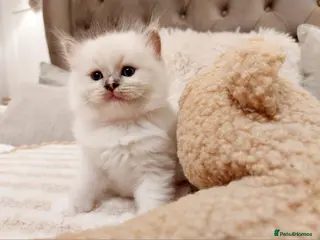 Ragdoll cats Beautiful Purebred Ragdoll Star-Quality Kittens - Advert 6