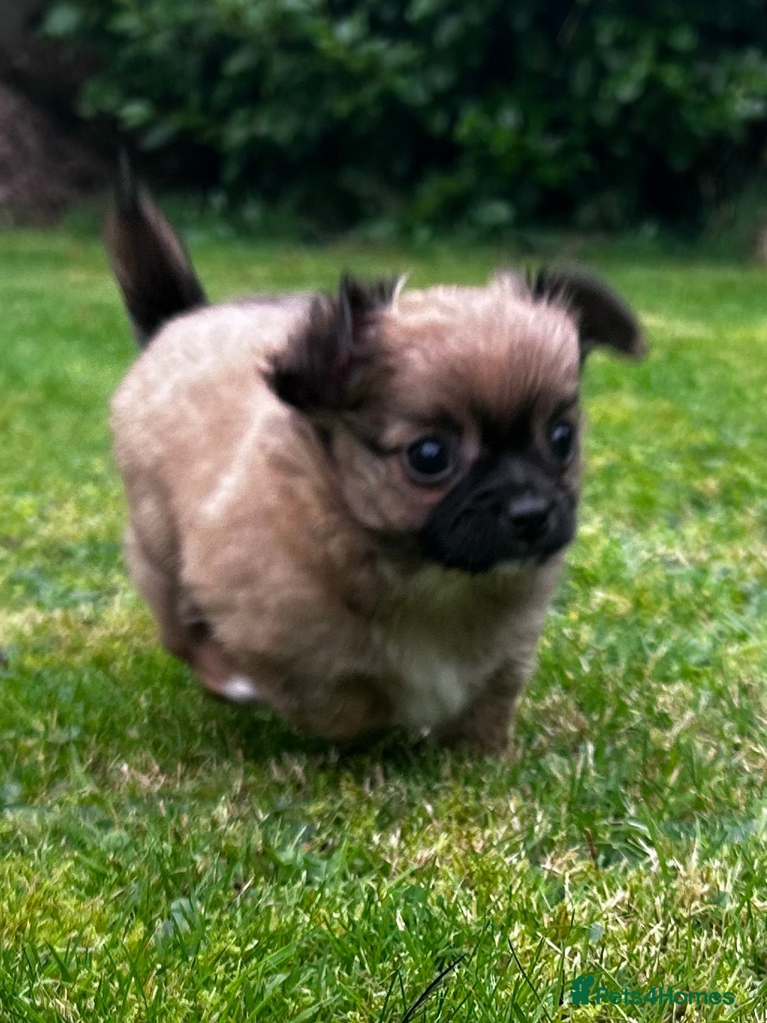 Chihuahua dogs for sale: 2 long haired male puppies 🐶  - Image 4