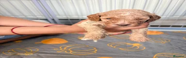 Cockapoo 6