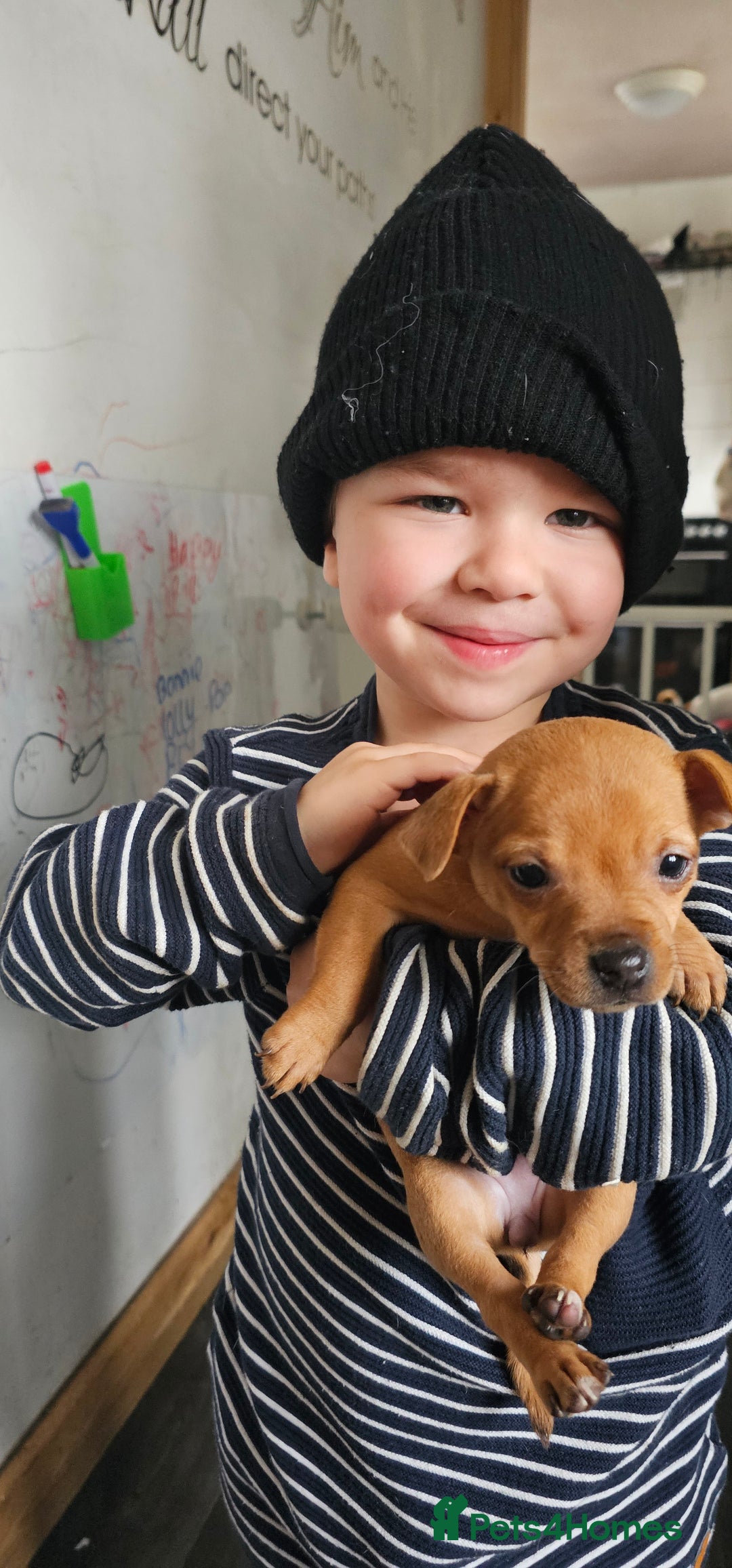 Jack Russell dogs for sale: Beautiful Jack Russell Terrier Puppies - Advert 13