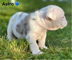 English Bulldog dogs 🌟 health tested parents 🌟 Olde English Puppies🌟 - Advert 7