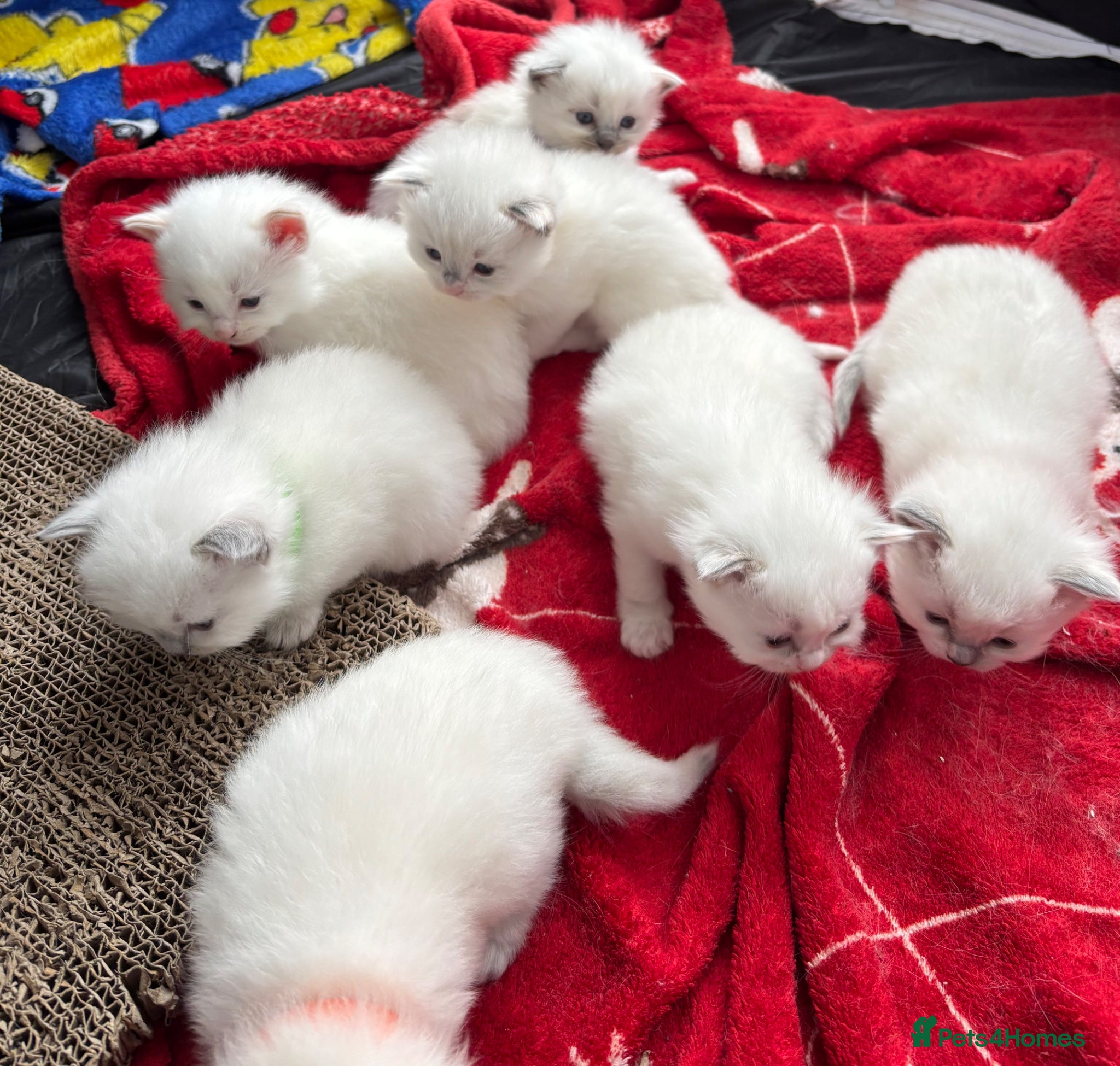 Ragdoll cats Beautiful Ragdoll Kittens - Advert 1