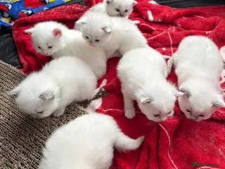 Ragdoll cats Beautiful Ragdoll Kittens - Advert 1