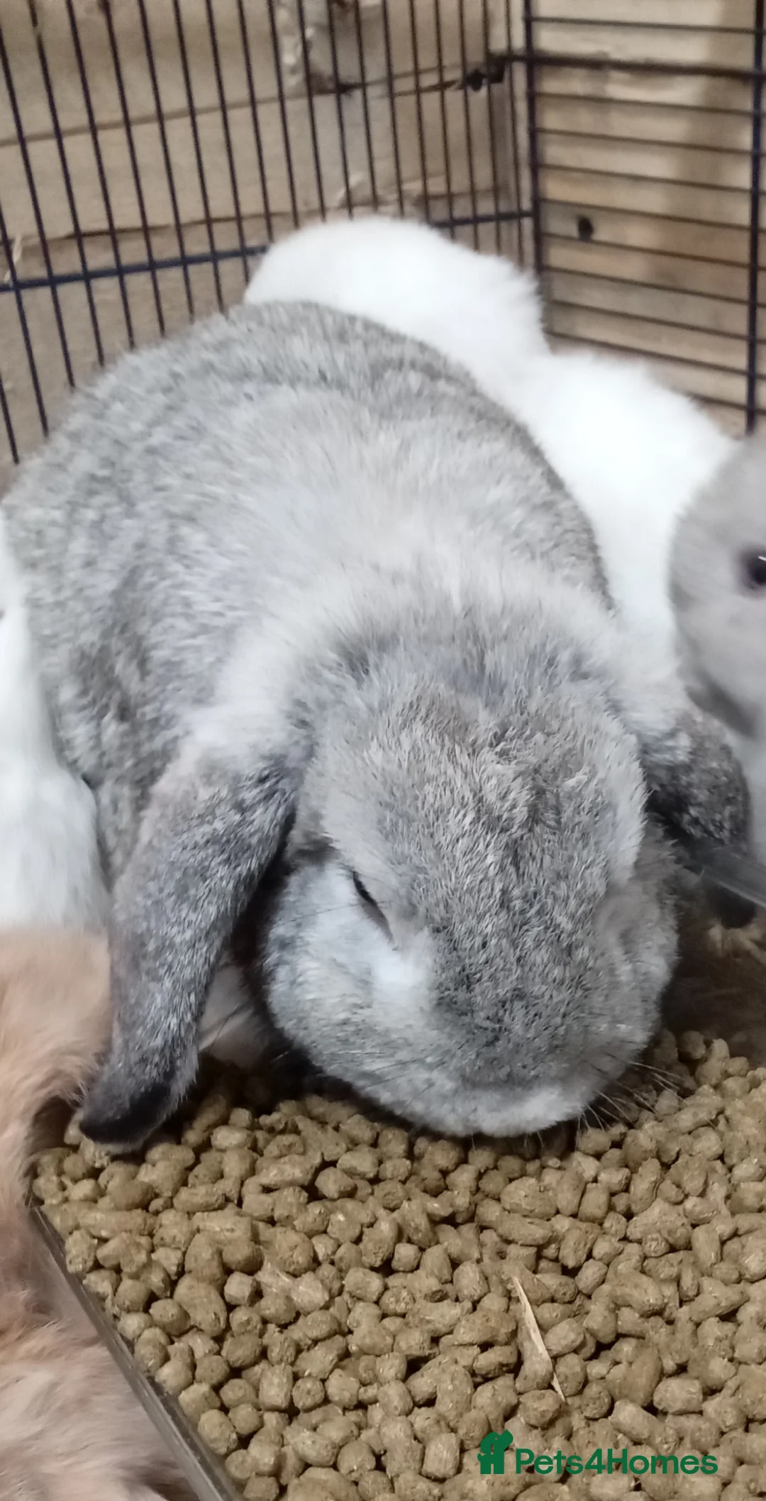 Mini Lop rabbits for sale: Very friendly female mini lop for sale - Advert 2