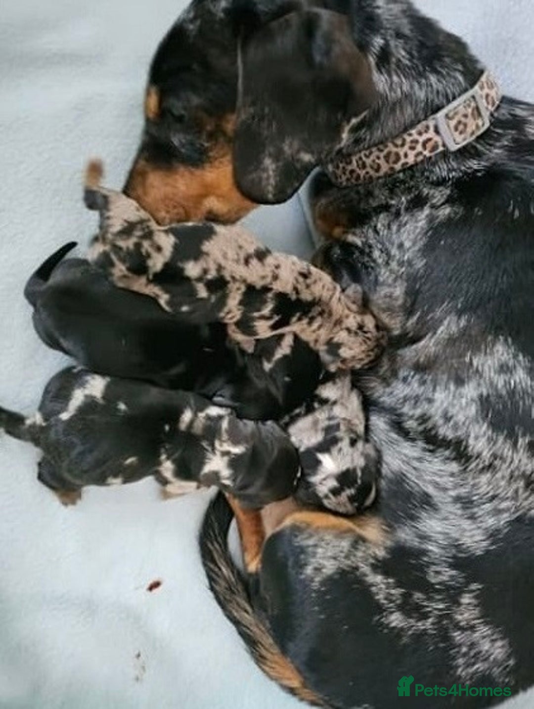 Miniature Dachshund dogs for sale: sweet raised mini dapple doxies - Image 5