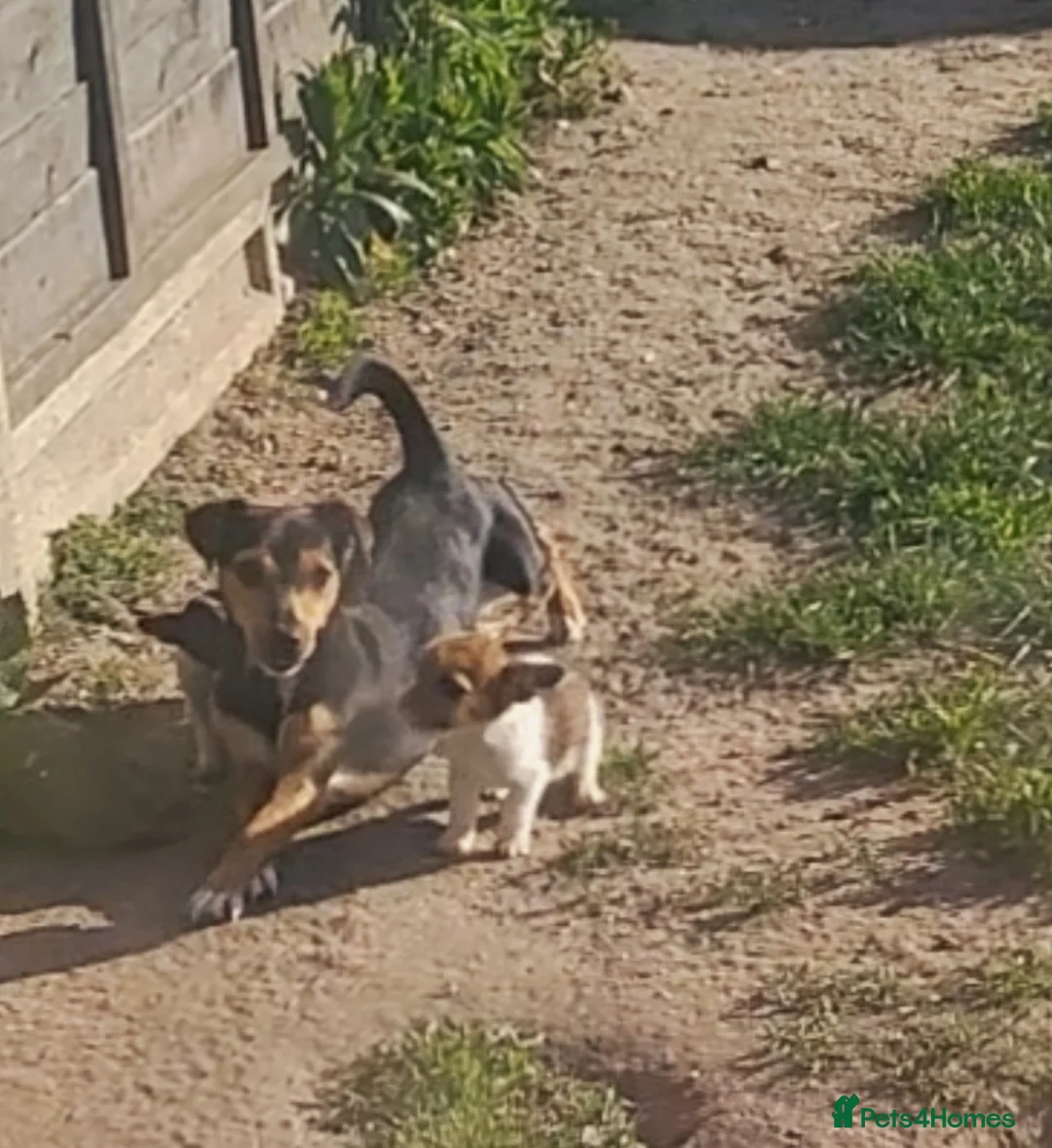 Jack Russell dogs for sale: Ready for their forever families  - Advert 2