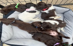 Mixed Breed dogs for sale: Beautiful cockapooXspringer puppies - Image 3