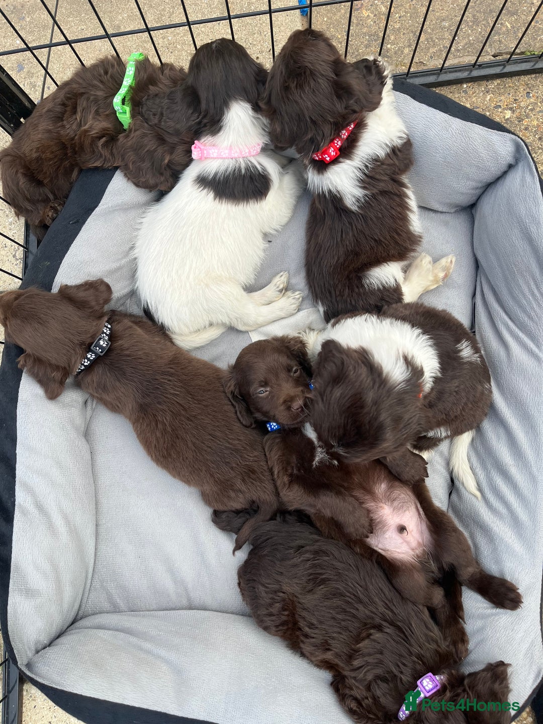 Mixed Breed dogs for sale: Beautiful cockapooXspringer puppies - Image 3