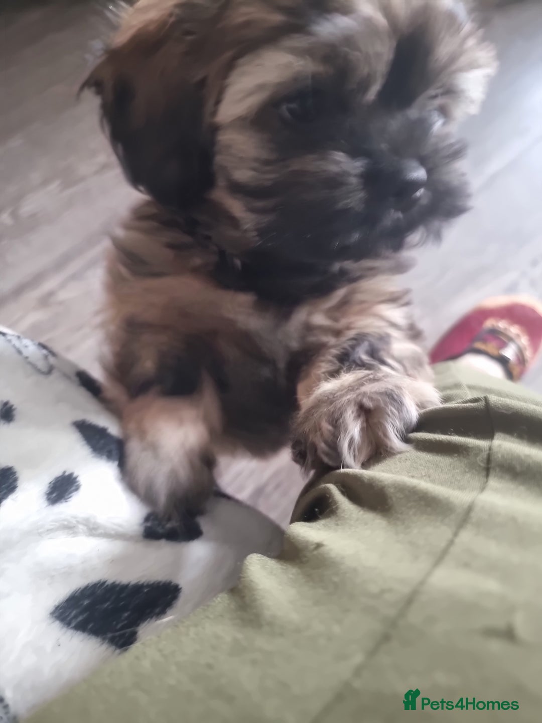 Shih Tzu dogs for sale: Shihtzu pupies. - Advert 16