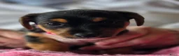 Jack Russell dogs for sale: Beautiful Jack Russell puppies in Banff - Advert 10
