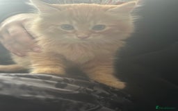 Mixed Breed cats for sale: One female one male ginger fluffy kittens  - Image 3