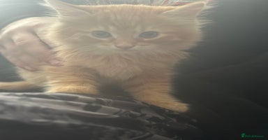 Mixed Breed cats - Advert 8