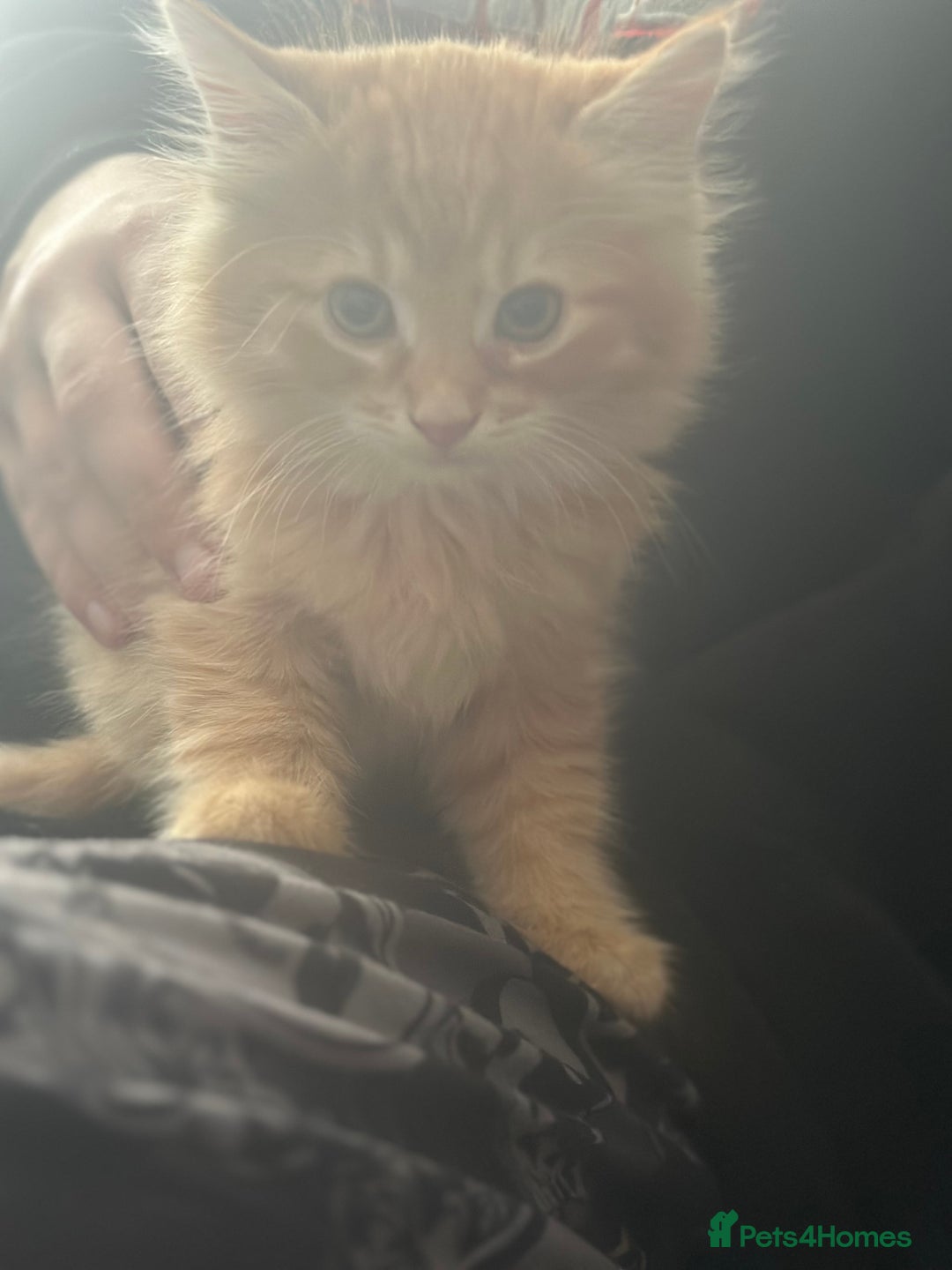 Mixed Breed cats for sale: One female one male ginger fluffy kittens  - Image 3