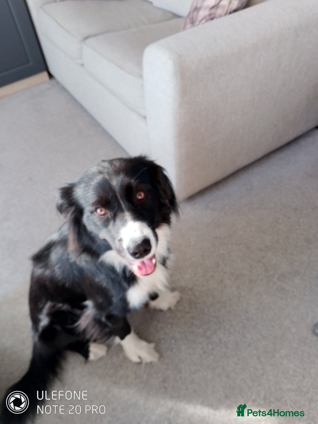 Mixed Breed dogs for sale: Dogs rehoming - Advert 3