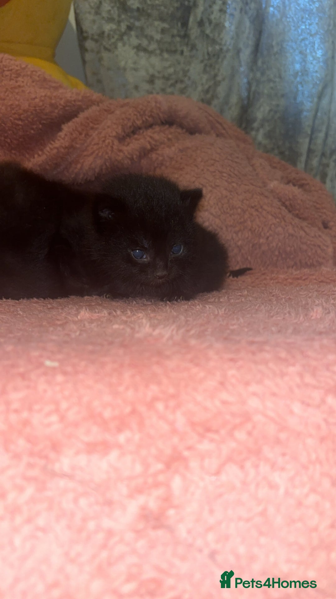 Mixed Breed cats for sale: Beautiful ragdoll cross kittens - Image 6