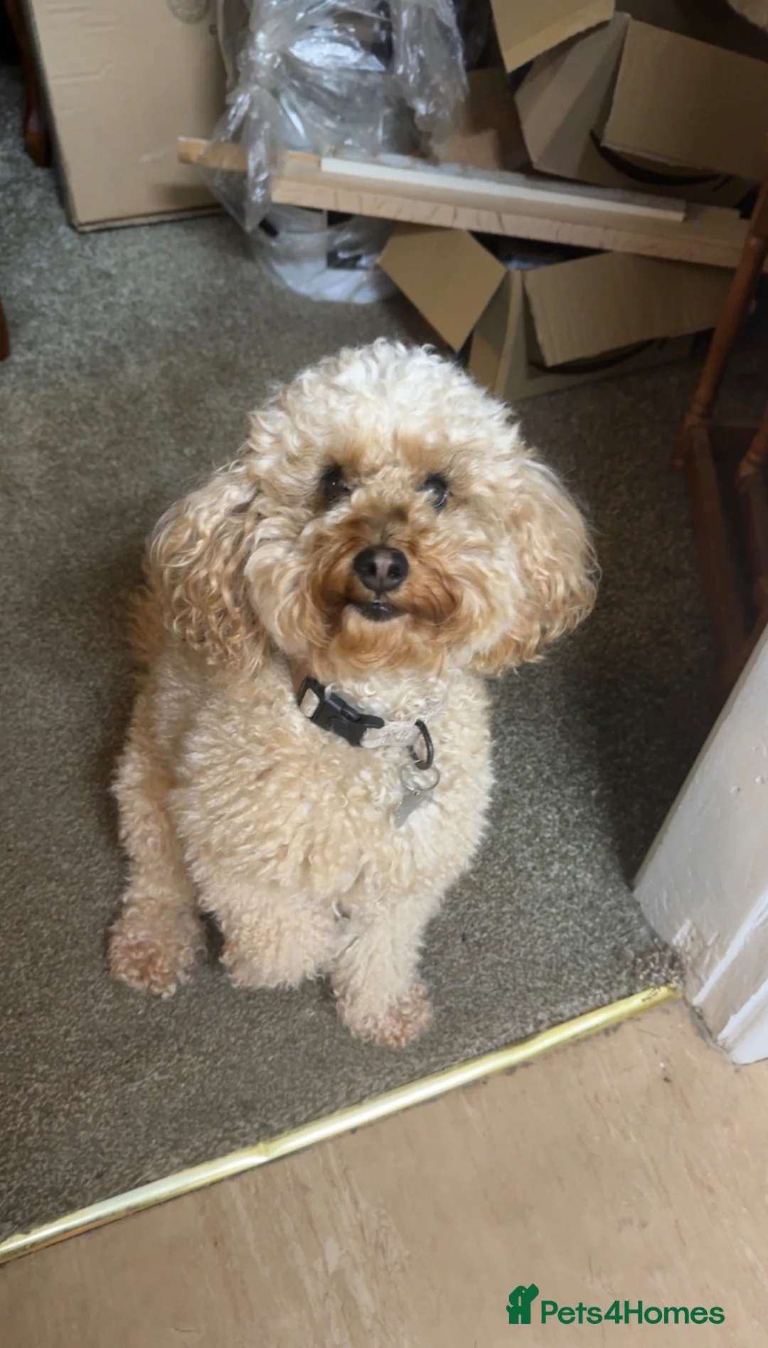 Cockapoo dogs for stud: 2 year old Cockapoo ready to stud! in Rotherham - Advert 2