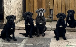Cane Corso dogs for sale: Champion cane Corso pups ready 1 female 3 male in Londonderry - Image 1