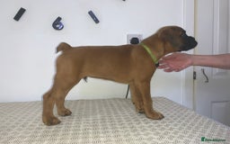 Boxer dogs for sale: Stunning KC Boxer Puppies for Sale - Image 5