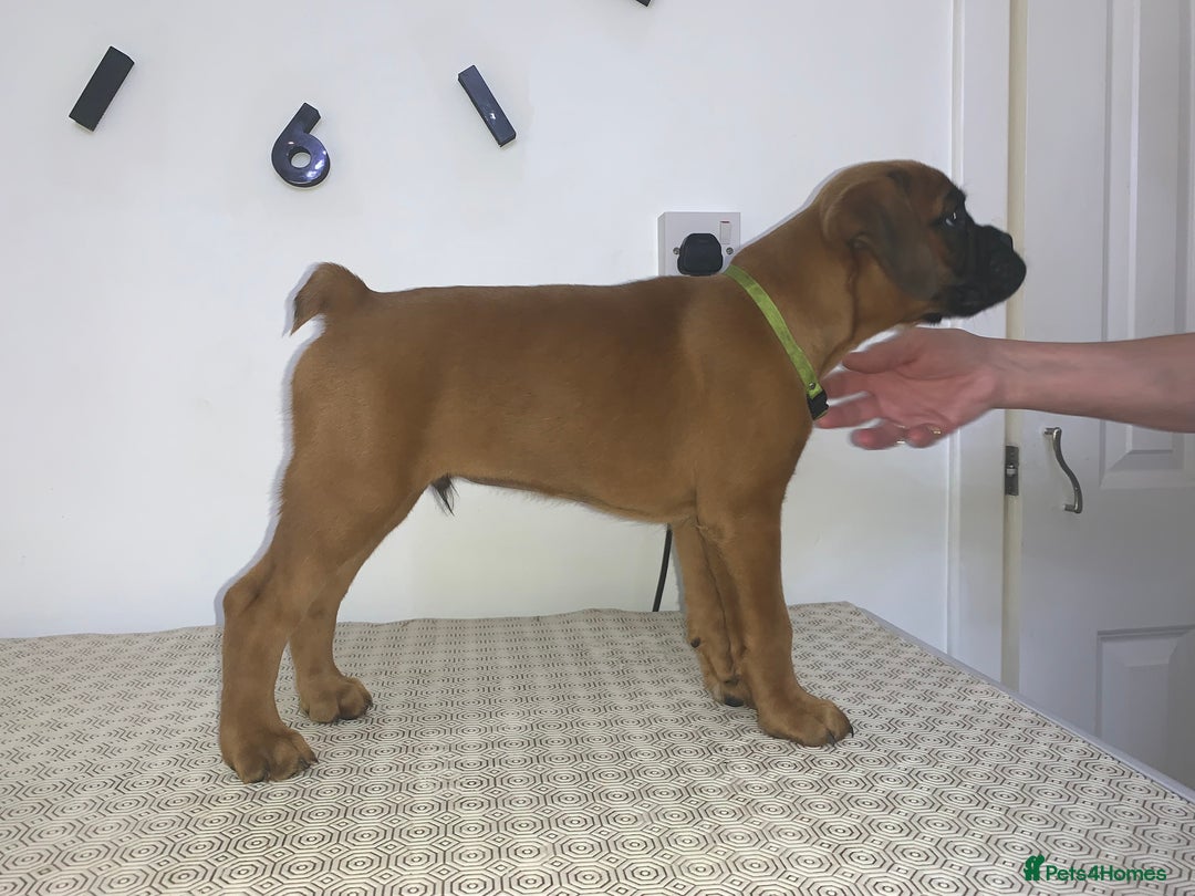 Boxer dogs for sale: Stunning KC Boxer Puppies for Sale - Image 5