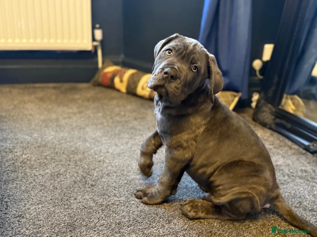 Cane Corso dogs for sale: EXCEPTIONAL PEDIGREE!! ONE BLUE GIRL AVAILABLE!! - Advert 18