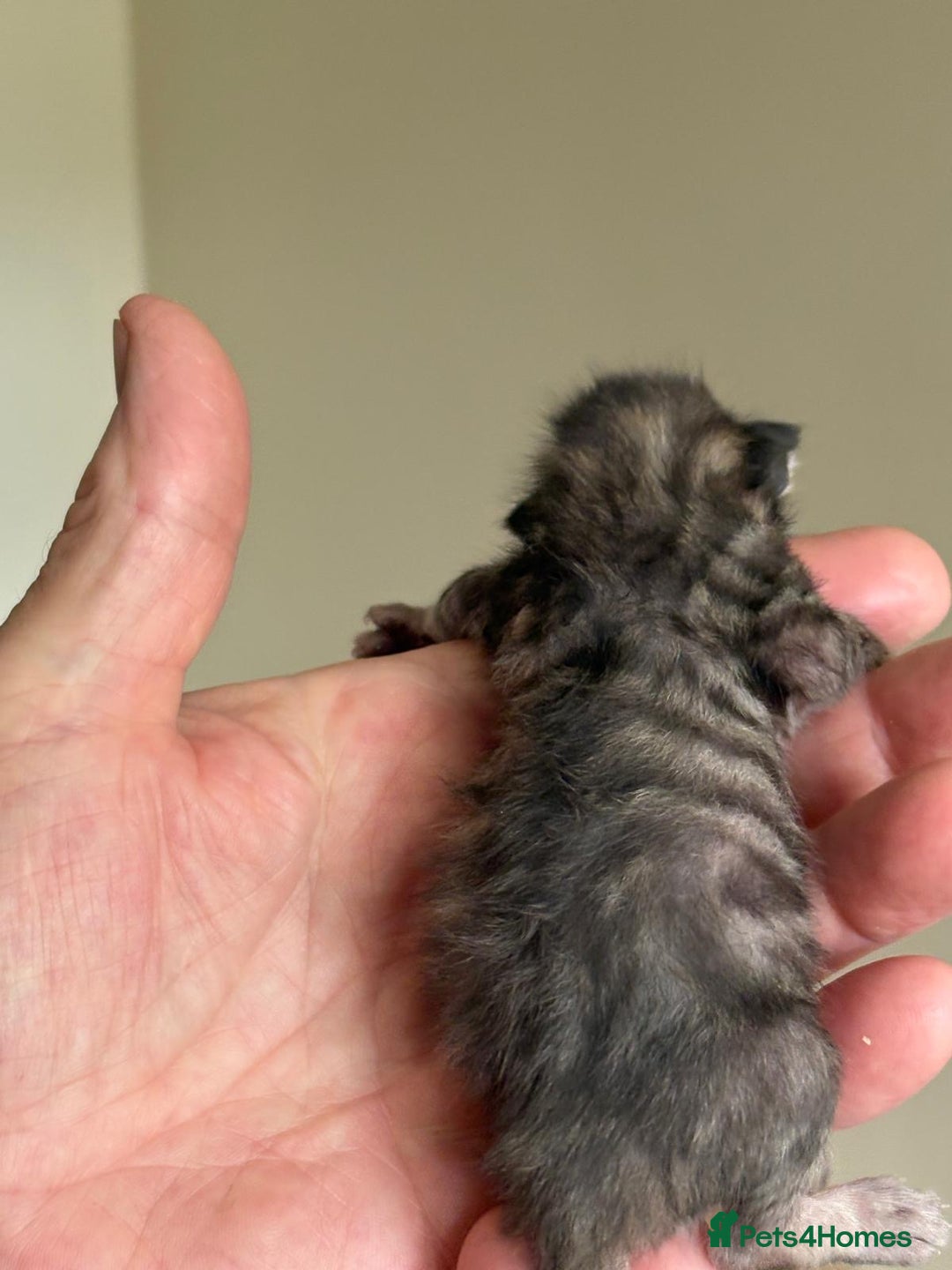 Bengal cats for sale: Bengal kittens  - Image 3