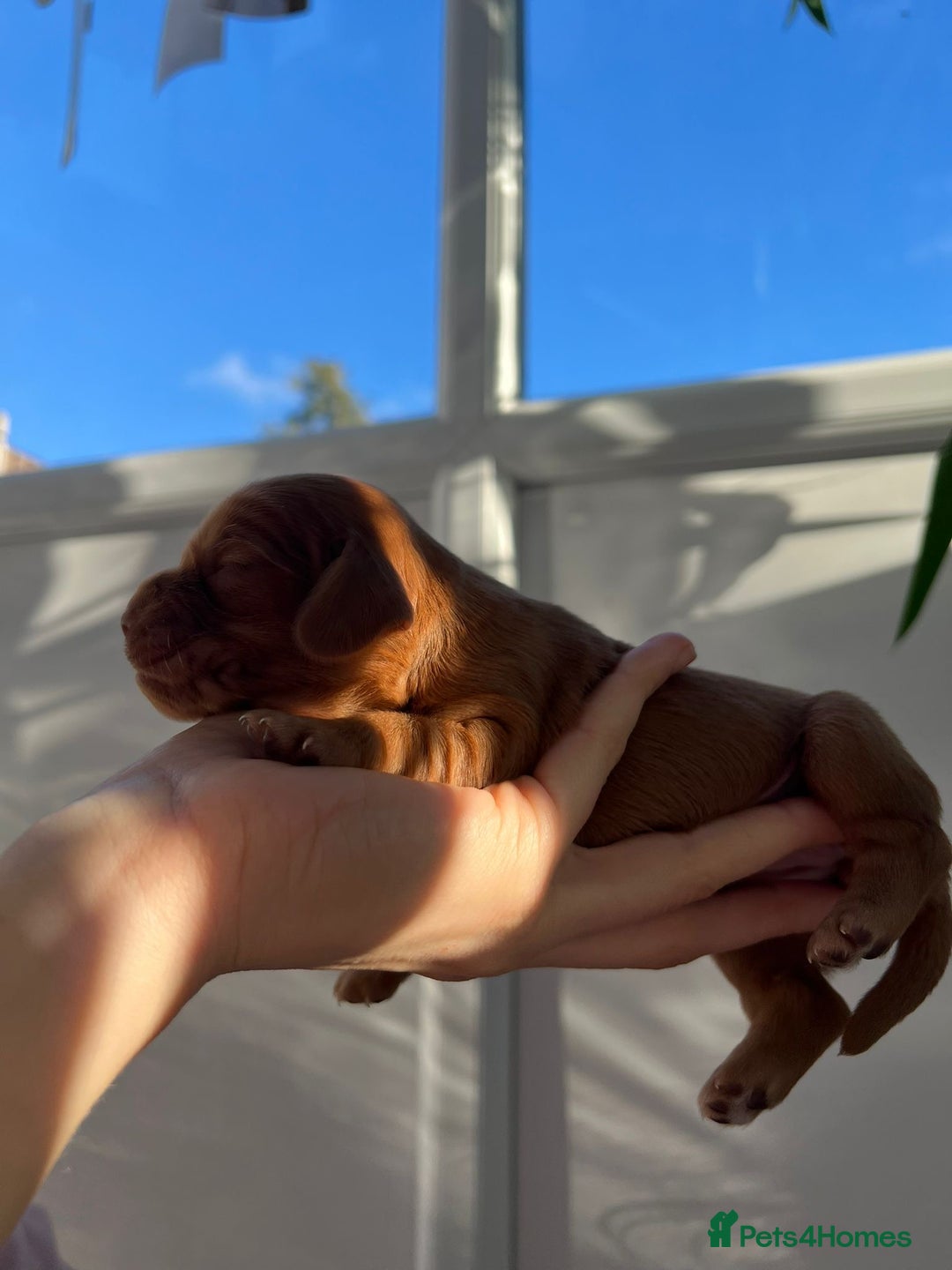 Cocker Spaniel dogs for sale: Show Type Cocker Spaniels. - Advert 11