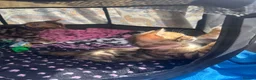 Bengal cats for sale: Exceptional Bengal Kittens With Amazing Rosettes ✨ - Advert 9