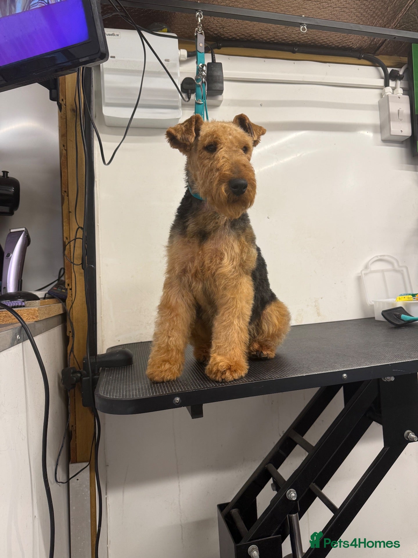 Welsh Terrier dogs Welsh terrier  - Advert 3