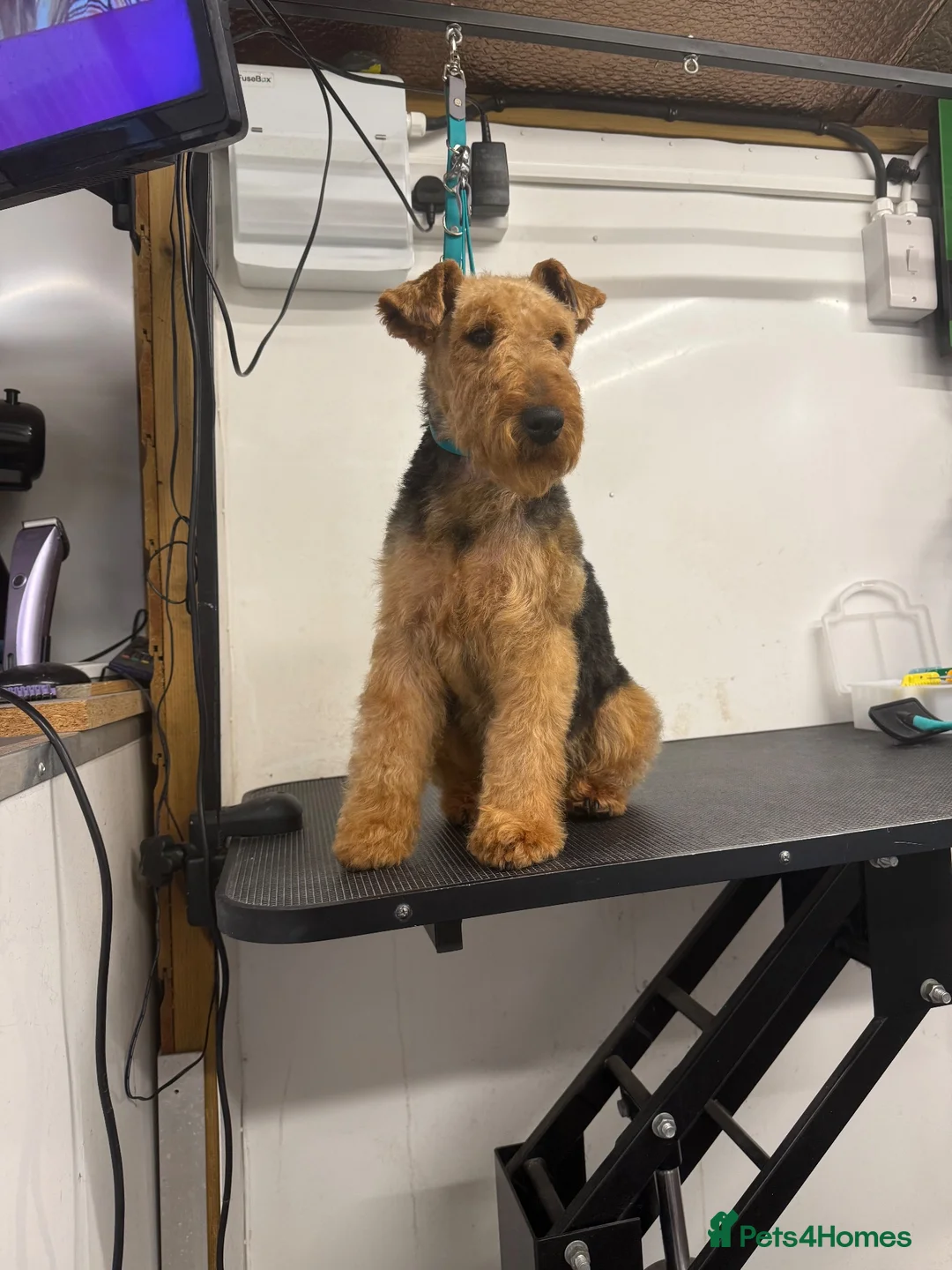 Welsh Terrier dogs for sale: Welsh terrier  - Advert 1
