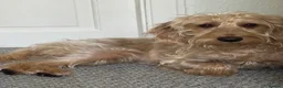 Mixed Breed dogs for sale: Skye - cockapoo cross with a beagle  - Advert 6