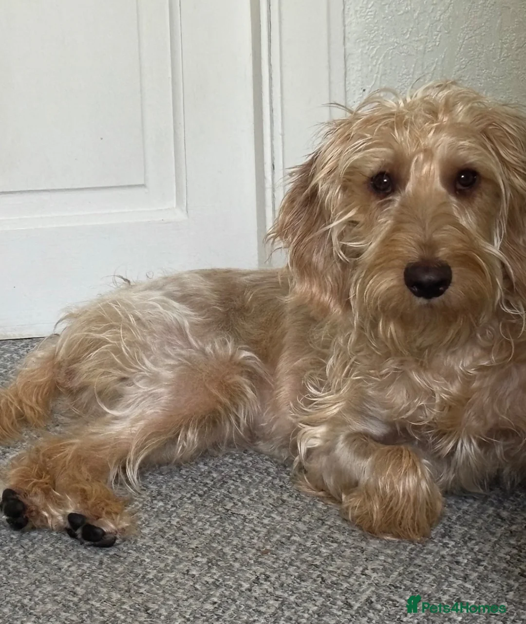 Mixed Breed dogs for sale: Skye - cockapoo cross with a beagle  - Advert 6