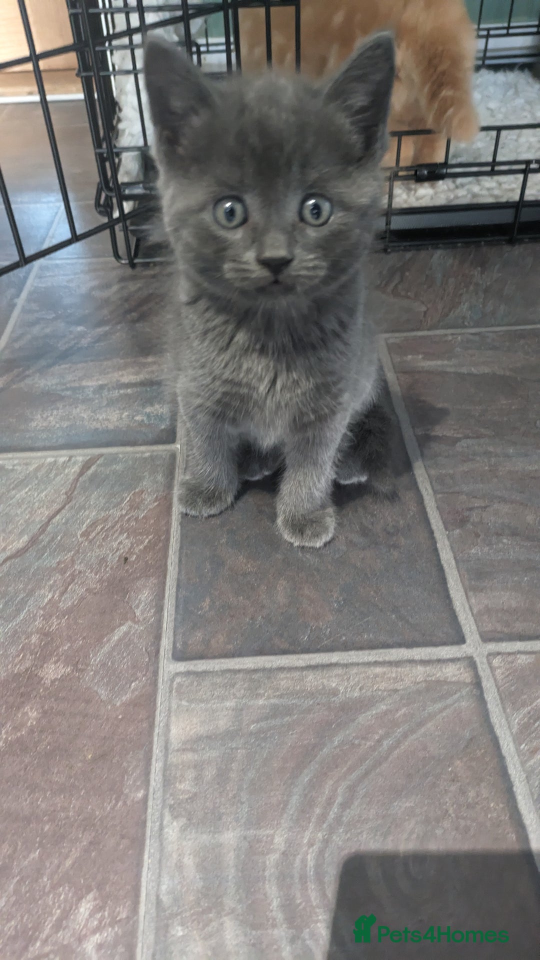 Mixed Breed cats for sale: Beautiful kittens - Image 2