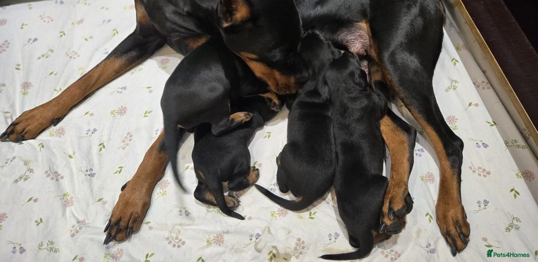 Dobermann dogs for sale: 🥇European Champion Line Dobermann puppies 🐶 🏆  - Advert 3