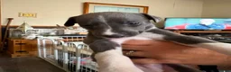 Whippet dogs for sale: Whippet puppies for sale in Grimsby - Advert 4