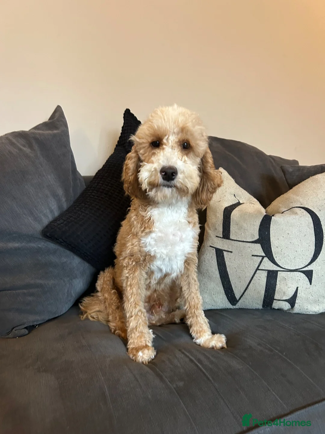Australian Labradoodle dogs for sale: Cavapoo cross Australian Teddy - Advert 1