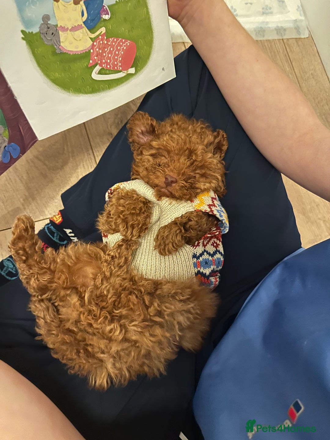 Maltipoo dogs for sale: Red Toy maltipoo puppy  - Advert 2