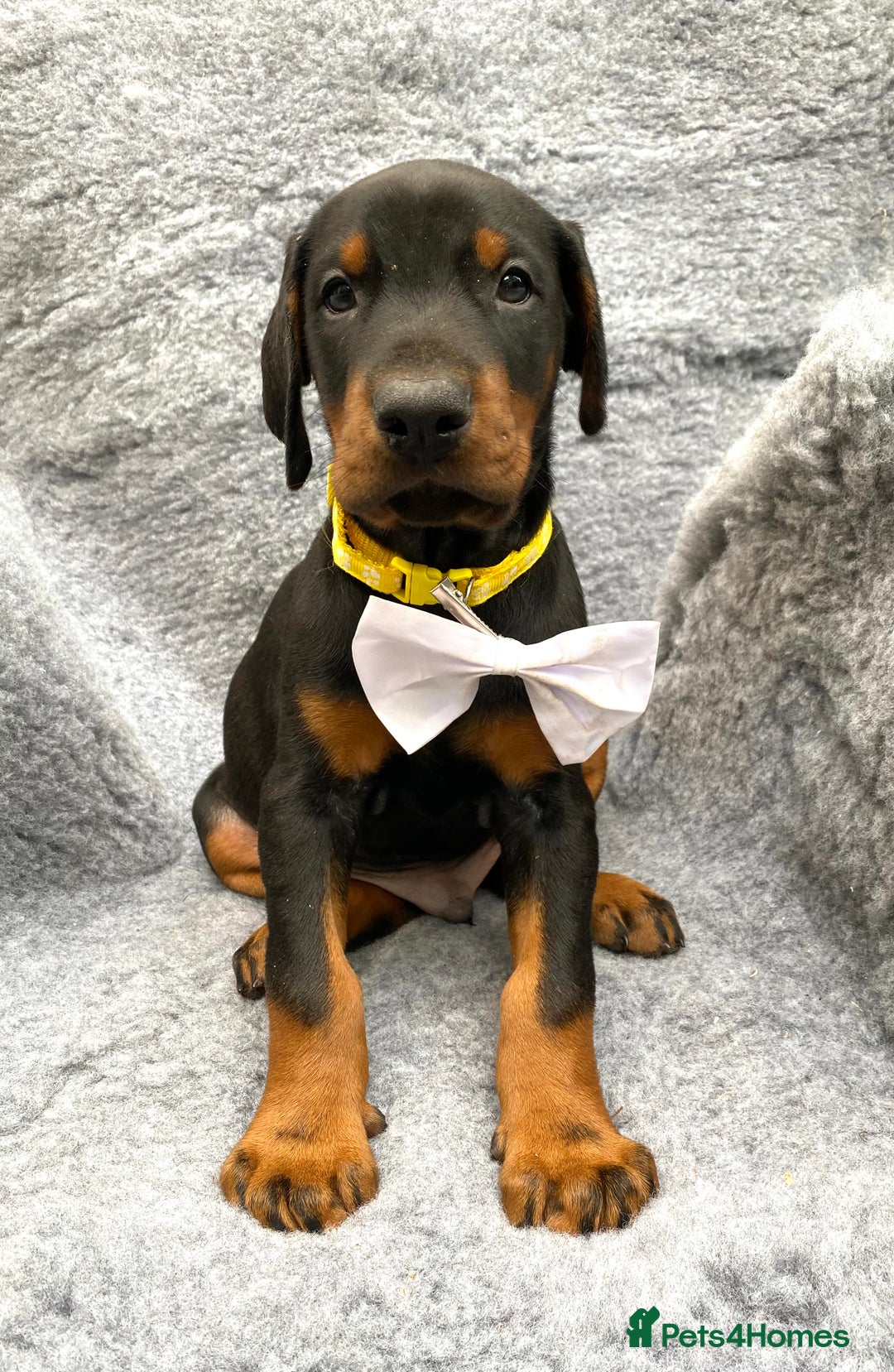 Dobermann dogs for sale: KC REGISTERED DOBERMAN ( 11 months old : Intact) - Advert 19