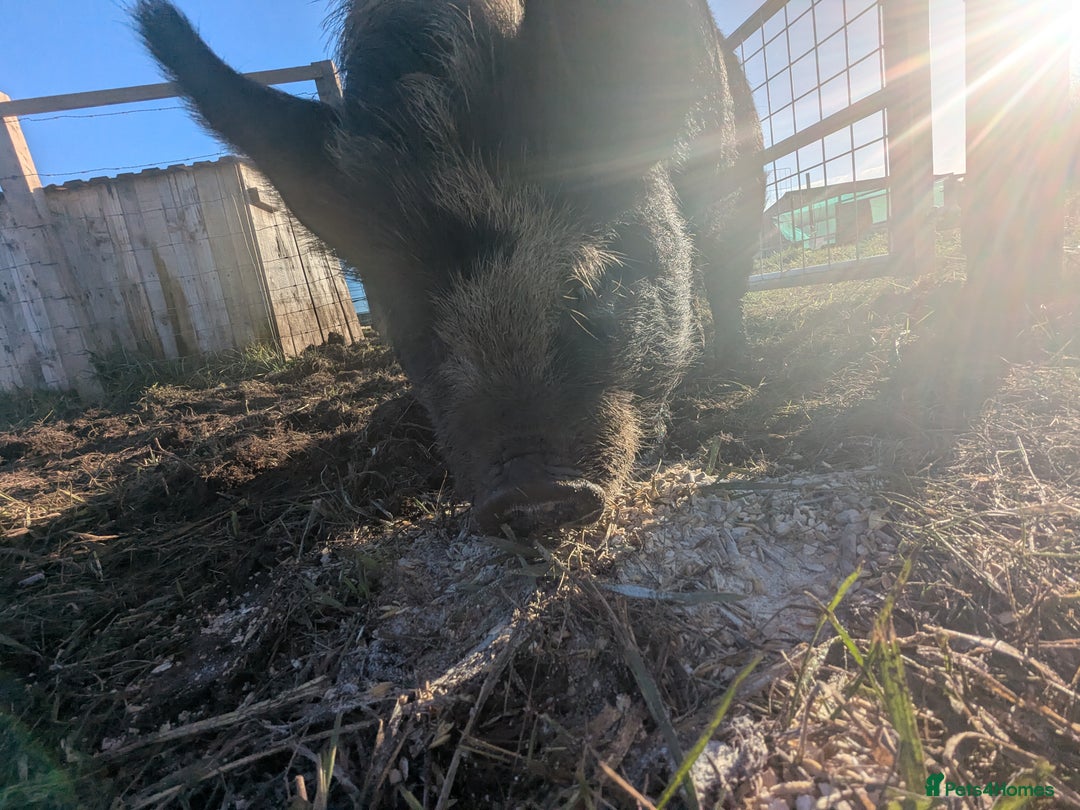 Pig livestock for sale: Kune Kune Gilt female - Advert 6