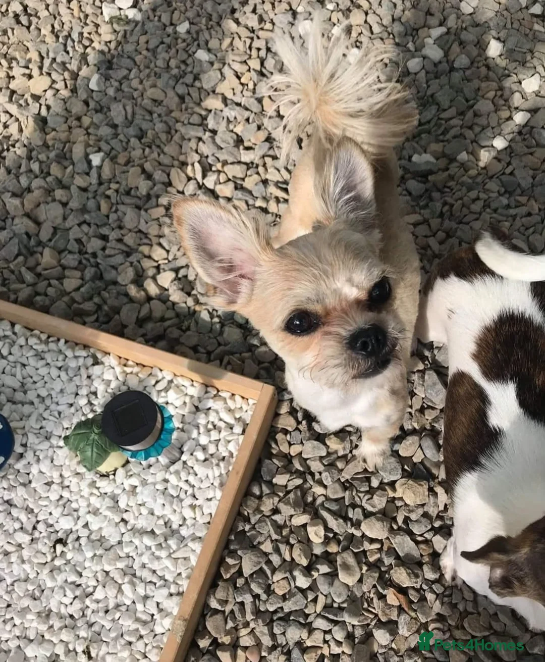 Mixed Breed dogs for sale: Hi im Archie  - Advert 2