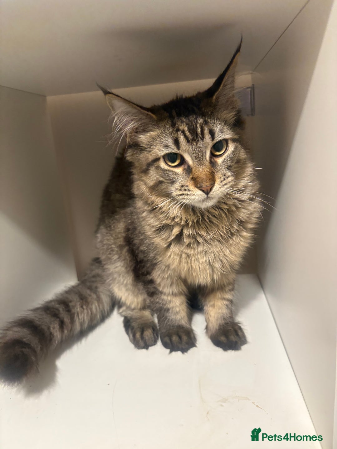 Maine Coon cats for sale: Maine coon  - Advert 2