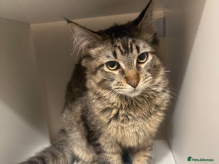 Maine Coon cats Tica maine coon kittens - Advert 2