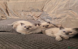 Ragdoll cats for sale: Ragdoll kittens for sale - Image 6