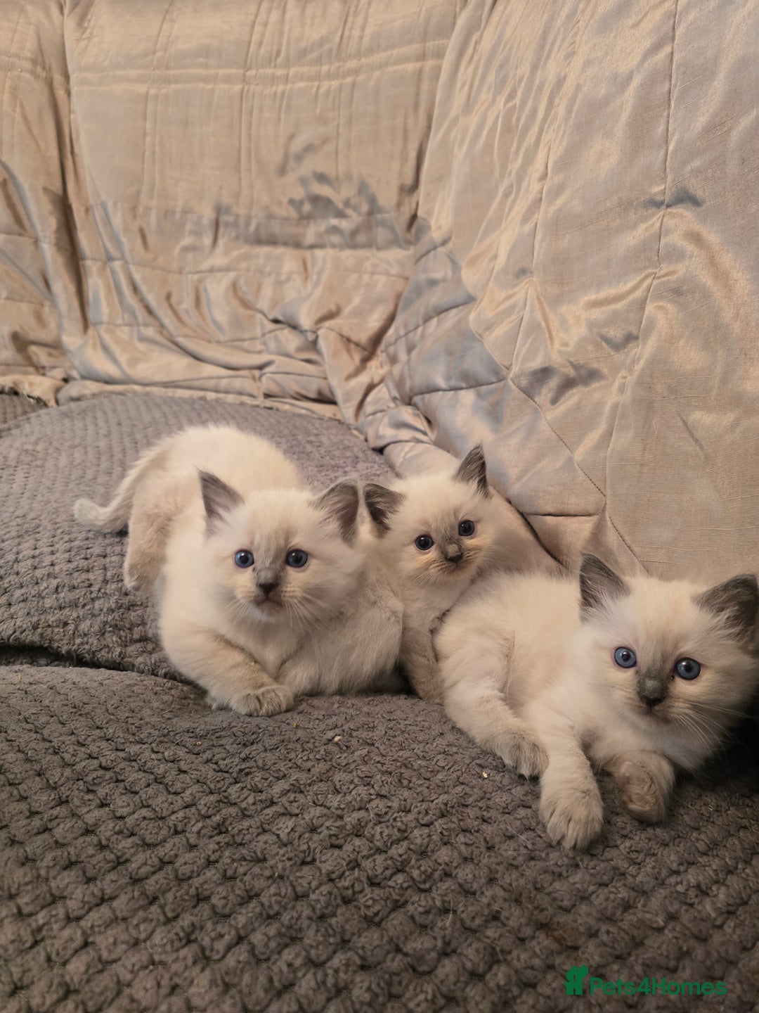Ragdoll cats for sale: Ragdoll kittens for sale - Image 6