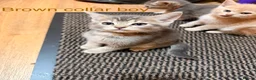 Mixed Breed cats for sale: Lovely British Shorthair and Abyssian mix kittens in Livingston - Advert 6