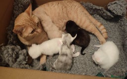 British Shorthair cats for sale: White and cream kittens!!! 😻 - Advert 11