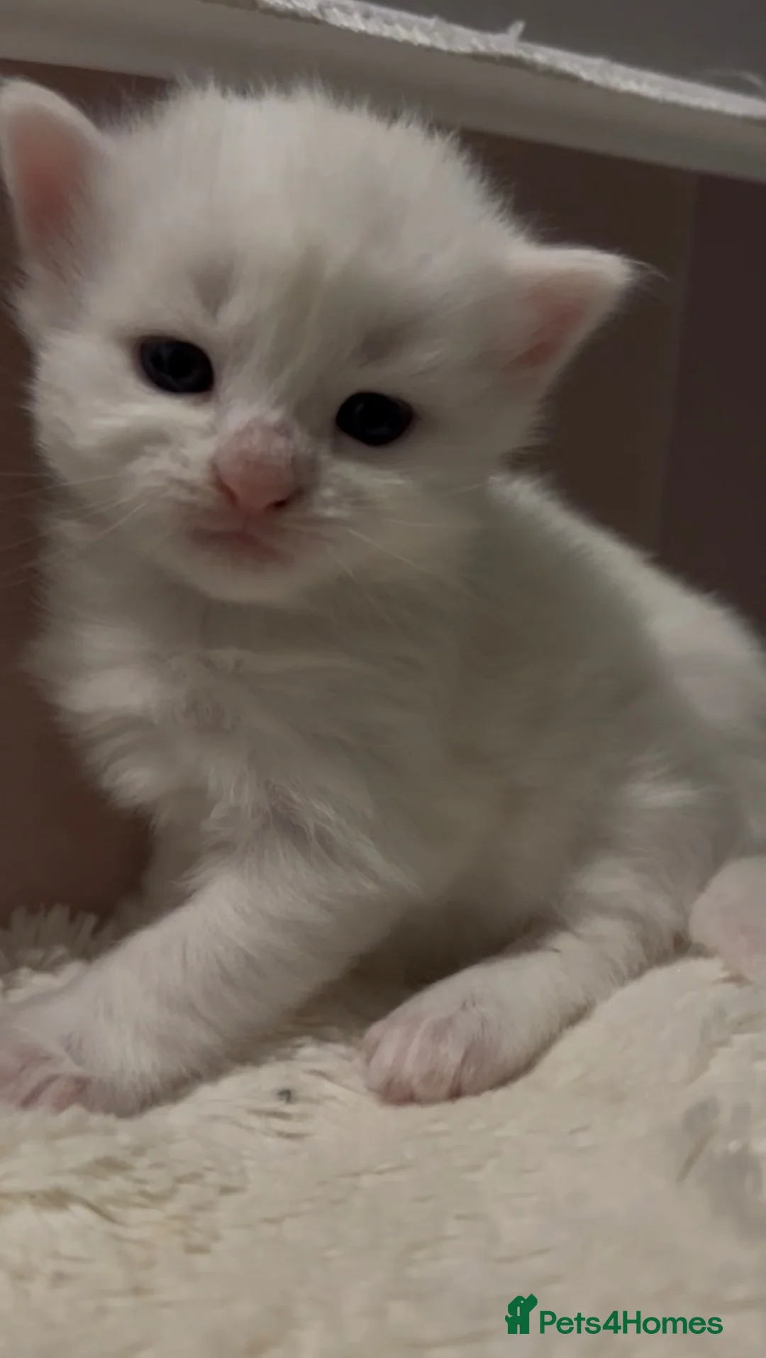 Turkish Angora cats for sale: Turkish Angora Kittens - Ready to Reserve🐾🍼🐱 - Advert 11